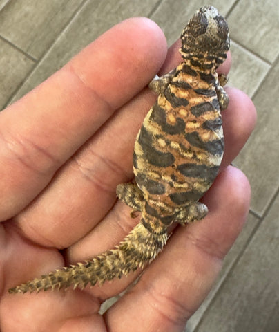 CB Ornate Uromastyx Baby (OB7)