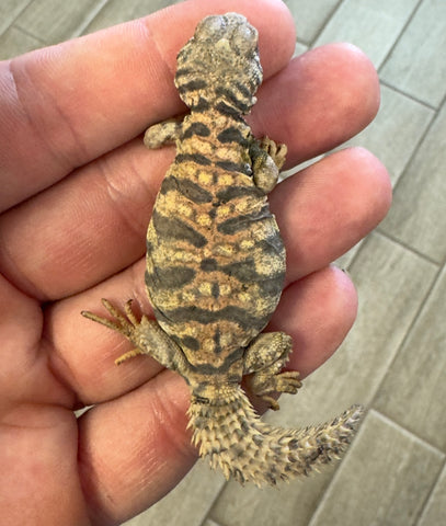 CB Ornate Uromastyx Baby (OB8)