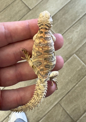 CB Ornate Uromastyx Baby (OB9)