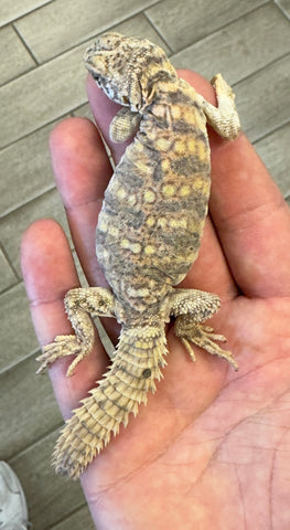 Ornate Uromastyx Juvenile Female (OJF1)