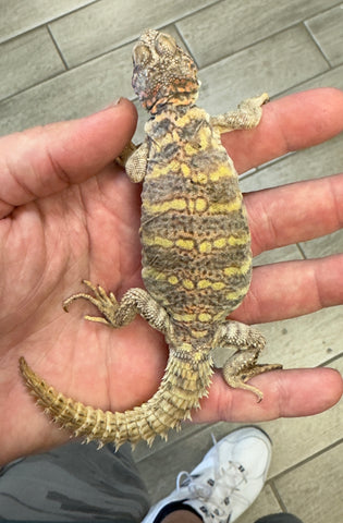 Ornate Uromastyx Juvenile Male (OJM2)
