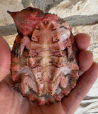 Baby Guyana Mata Mata (Orinoco) 4" (GMO1)