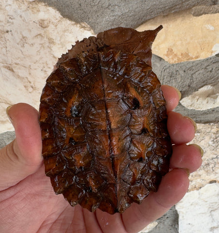 Baby Guyana Mata Mata (Orinoco) 4" (GMO1)