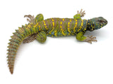Ornate Uromastyx Adult Male (OMU2)