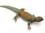 Ornate Uromastyx Adult Male (OMU3)
