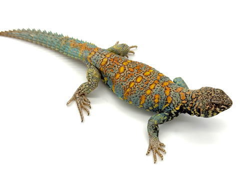 Ornate Uromastyx Adult Male (OMU3)