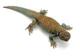 Ornate Uromastyx Adult Male (OMU3)