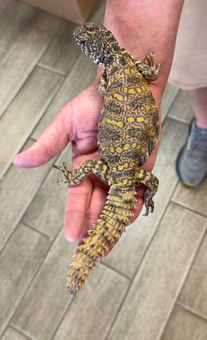 Ornate Uromastyx Adult Male (OUAF2)