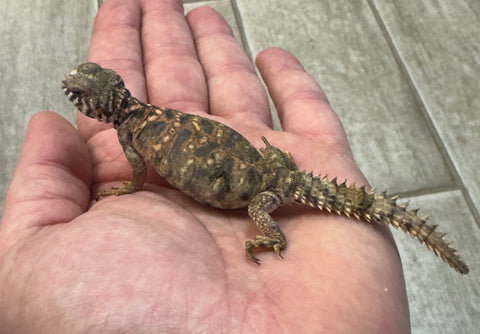 Ornate Uromastyx Baby (OUB1)