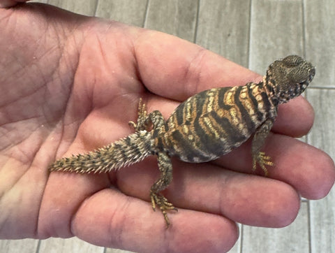 Ornate Uromastyx Baby (OUB2)