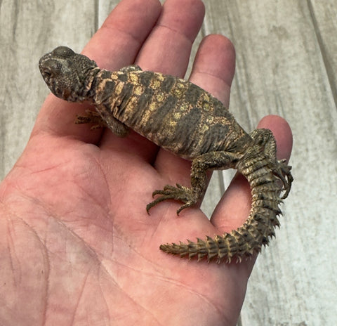Ornate Uromastyx Baby (OUB3)