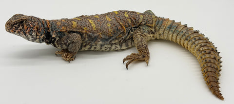 Ornate Uromastyx Adult Female (OUF1)