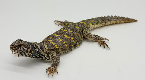 Ornate Uromastyx Adult Female (OUF2)
