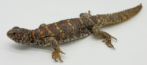 Ornate Uromastyx Adult Female (OUF3)