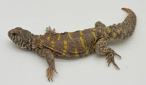Ornate Uromastyx Adult Female (OUF4)