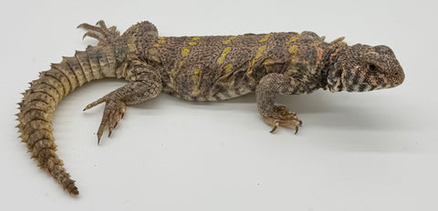 Ornate Uromastyx Adult Female (OUF5)
