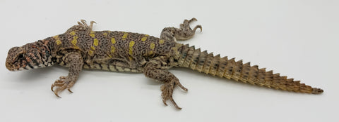 Ornate Uromastyx Adult Female (OUF6)