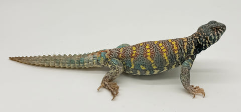 Ornate Uromastyx Adult Male (OUM1)