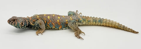 Ornate Uromastyx Adult Male (OUM2)
