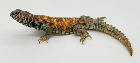 Ornate Uromastyx Adult Male (OUM3)