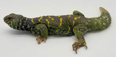 Ornate Uromastyx Adult Male (OUM4)