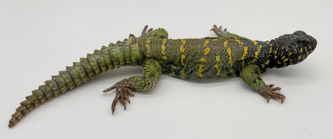 Ornate Uromastyx Adult Male (OUM5)