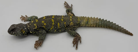 Ornate Uromastyx Adult Male (OUM6)