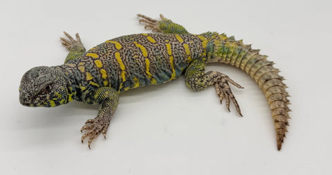 Ornate Uromastyx Adult Male (OUM7)