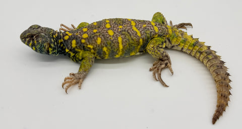 Ornate Uromastyx Adult Male (OUM8)