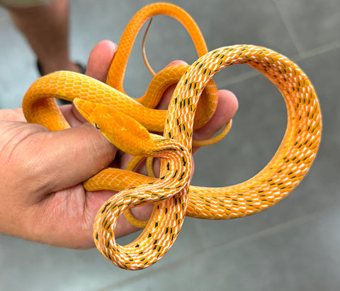 Orange Asian Vine Snake