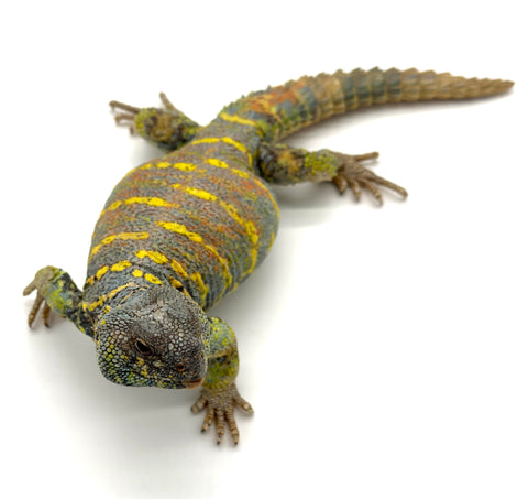 Ornate Uromastyx ADULTS (uromastyx ornata)