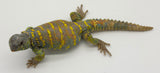 Ornate Uromastyx ADULTS (uromastyx ornata)