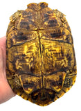 Pancake Tortoise Adult Female (PTAF4)