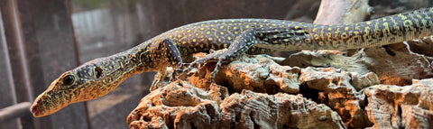 Pastel Blue Tail Monitor (PBT1)