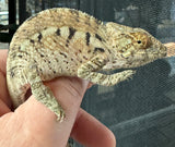 Ankaramy Panther Chameleon Pair 1.1 (APCP1)