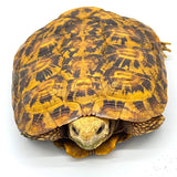 Pancake Tortoise Adult Female (PTAF1)