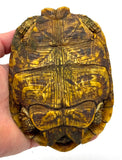 Pancake Tortoise Adult Female (PTAF1)