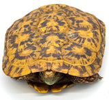 Pancake Tortoise Adult Female (PTAF2)