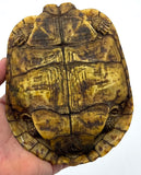 Pancake Tortoise Adult Female (PTAF2)