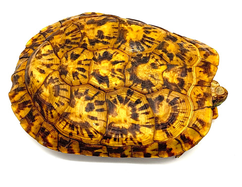 Pancake Tortoise Adult Female (PTAF2)