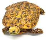 Pancake Tortoise Adult Female (PTAF3)