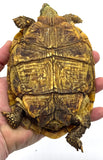 Pancake Tortoise Adult Female (PTAF3)