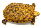 Pancake Tortoise Adult Female (PTAF3)