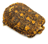 Pancake Tortoise Adult Female (PTAF4)