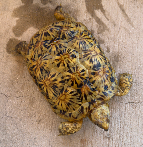 Pancake Tortoise Adult Female (PTF1)