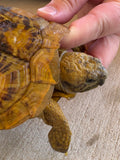 Pancake Tortoise Adult Female (PTF2)