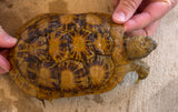 Pancake Tortoise Adult Female (PTF2)