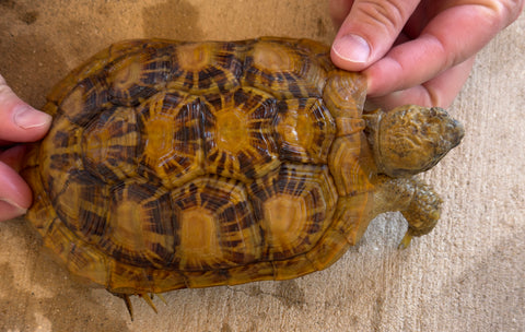 Pancake Tortoise Adult Female (PTF2)