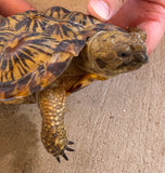 Pancake Tortoise Adult Female (PTF3)