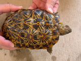 Pancake Tortoise Adult Female (PTF3)